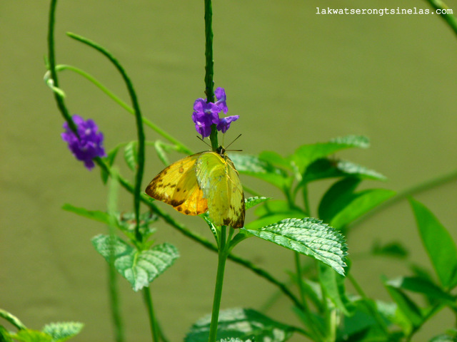 THE ECO-TOURISM SITE OF LAKE KENYIR