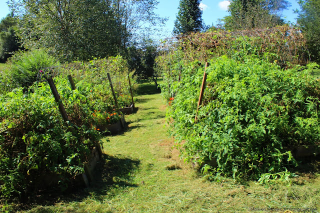 #RaisedBeds #GardenLife #FarmLifestyle #Farm #Plants #Flowers #Plants #GrowYourOwnFood ##Garden #OrganicGardening #GreenThumb #SimpleLiving #Gardening #Gardener #SouthernGarden #Arbors #HobbyFarm #SimpleLife