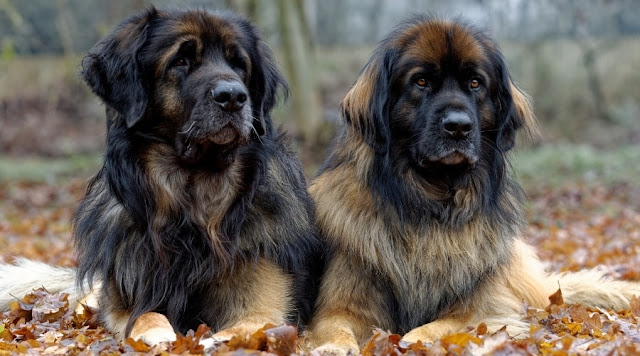 "Leonberger Dog - Majestic and Gentle Giant, Exuding Grace and Loyalty in its Impressive Stature."