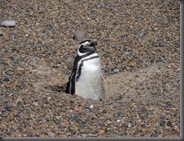 PinguHole