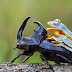 Heboh, Jepretan Kamera Seekor Katak Naiki Kumbang Bertanduk