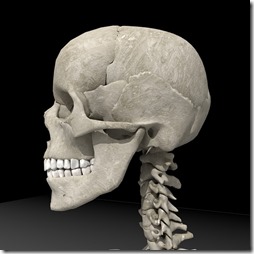 skeleton_render_15.jpg6e6f9f1f-71b5-4900-8361-e2877c4ae090Large