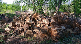 Фото Віталія Бабенка: звалище пеньків