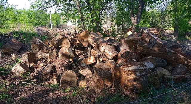 Фото Віталія Бабенка: звалище пеньків