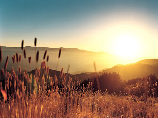 Sun And Golden Field wallpaper