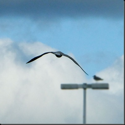 DSCF0343_flying_gull[1]