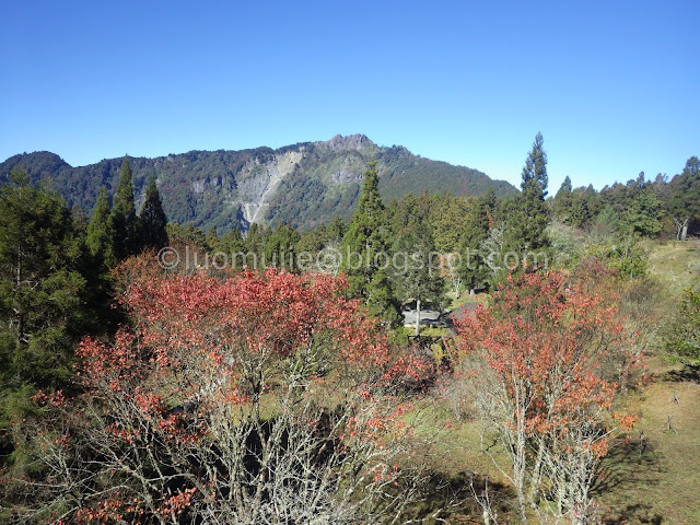 Alishan maple autumn foliage