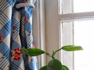 Window Plant