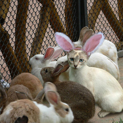 Rabbit Party with Cat Funny Photo