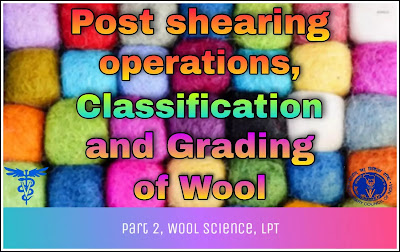 Basic structure and development of wool follicle