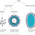 Viruses: Introduction and General Characteristics