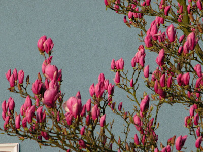 Magnolia, petit arbre, arbre printemps, arbres de jardin,