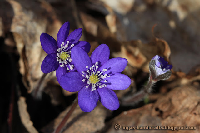 sinililled blue anemone