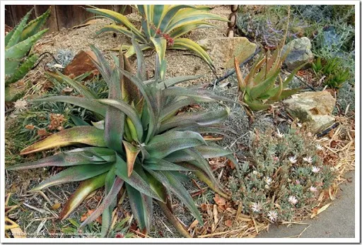 s induce got a hold off at the succulents together with other goodies growing exterior the fenced Succulents together with to a greater extent than inwards the front end yard, belatedly September 2016