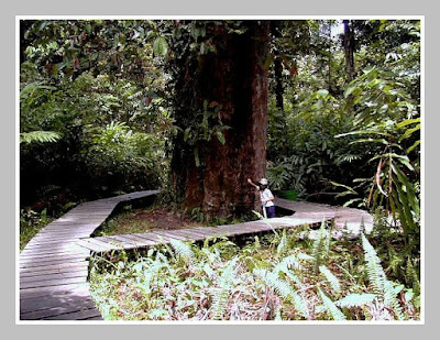 Hutan Lindung Sangkimah 