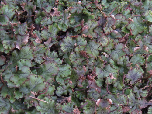 Meijer Gardens liverwort