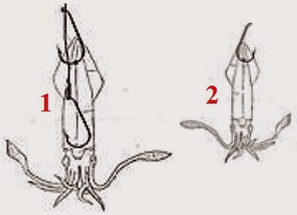 Cara Pasang Umpan Sotong atau Cumi cumi Utuh