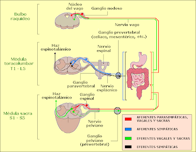Vías aferentes y eferentes del sistema nervioso autónomo