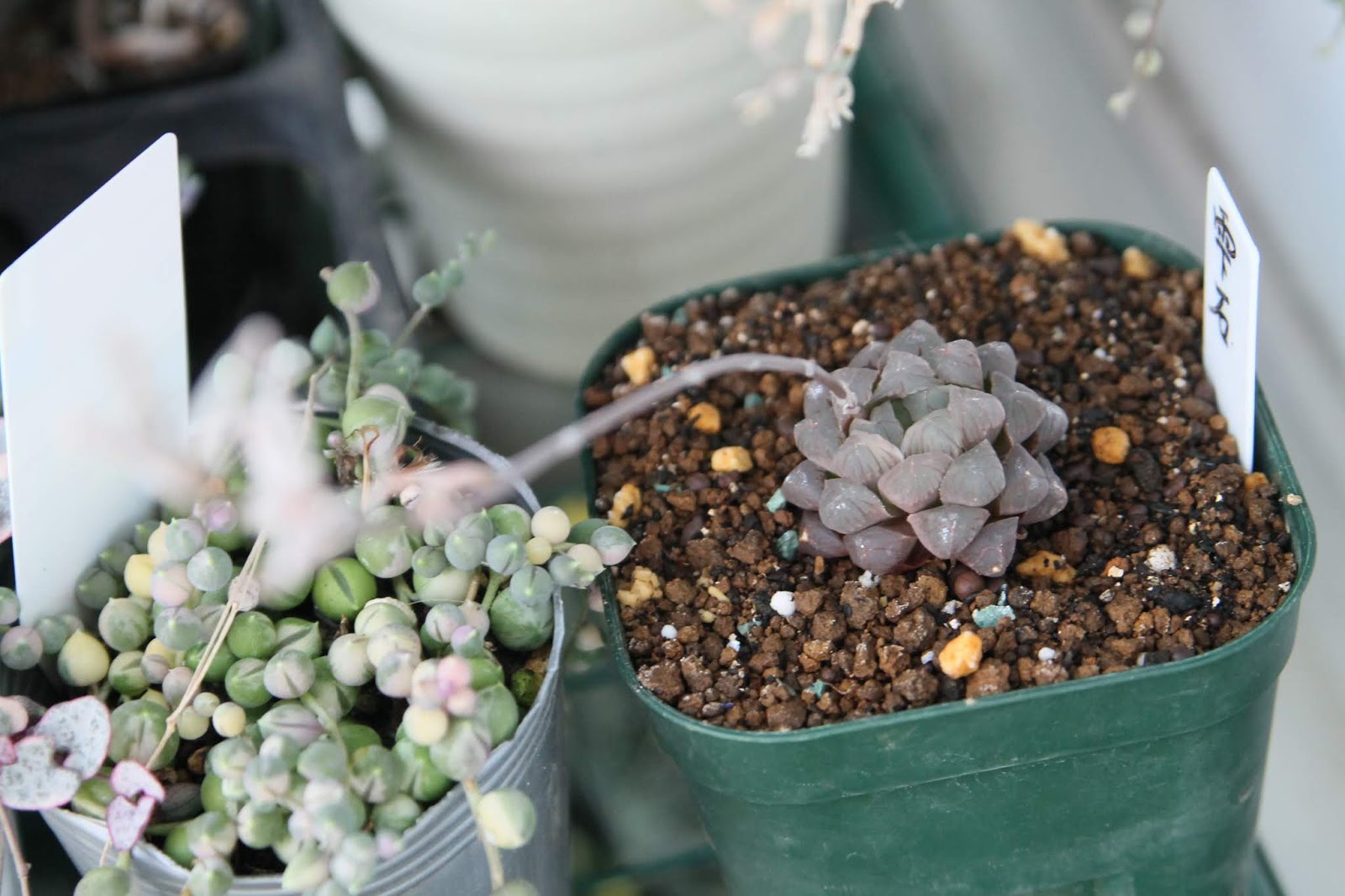 たにくのたのしいく スアベオレンスの開花や葉挿し苗の様子など