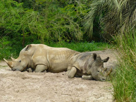 Kilimanjaro Safaris Animal Kingdom Orlando Floride