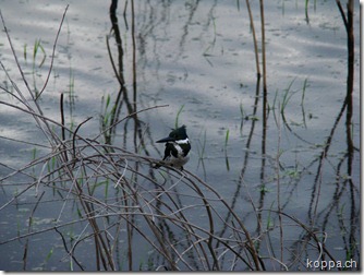 110215 Pantanal (76)