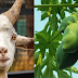 Tanzania testing kits records goat, papaya positive for COVID-19