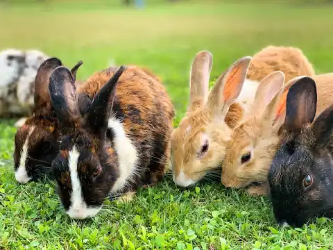 140 Facts about Bunnies: An In-Depth Guide to These Fuzzy Friends