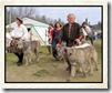 wolfhounds