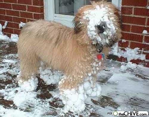 hot_weird_funny_amazing_cool3_a-dogs-snow-balls-2_200907260216109600 ...