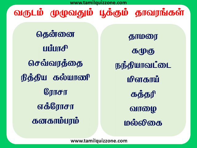 வருடம் முழுவதும் பூக்கும் தாவரங்கள்