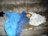 Okay, we put the cover on Bozley, but he's pretty tolerant... and really likes the couch.