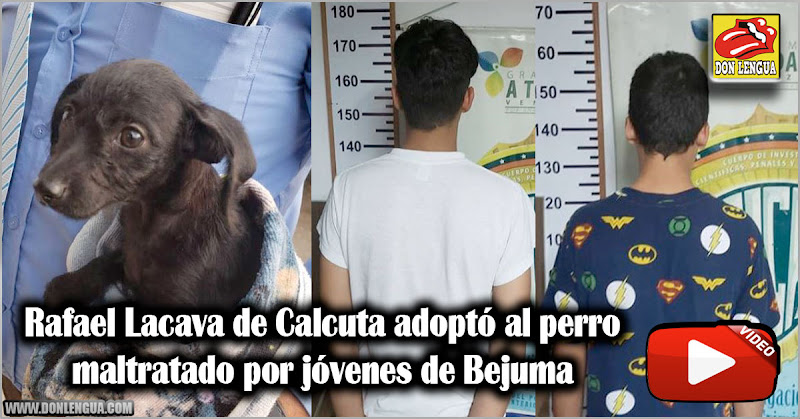 Rafael Lacava de Calcuta adoptó al perro maltratado por jóvenes de Bejuma