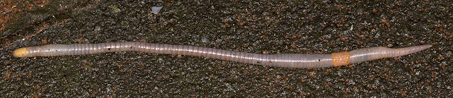 Blue-Grey Worm, Octolasion cyaneum.  Hayes, 12 April 2013.