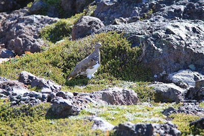 Lagopus leucura – White-tailed Ptarmigan and Empetrum nigum – Crowberry