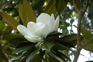 Magnolia à grande fleurs, arbre persistant, petit arbre, arbres de jardin, arbre parfumé