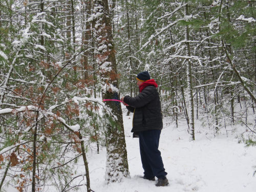 person tying flagging tape on a tree