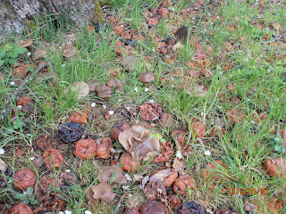 Morilles - Morchella cf costata et entolomes - Entoloma clypeatum ensemble sous un pommier