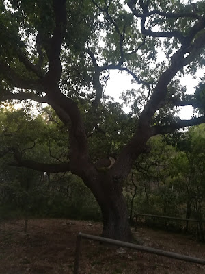 Foresta Mercadante