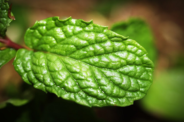 Peppermint/Pudina Benefits for hair