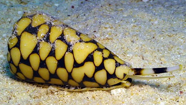 Marbled Cone Snail