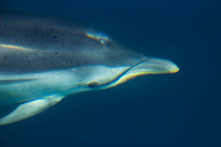 Delfines Estrecho Gibraltar, primer plano cabeza