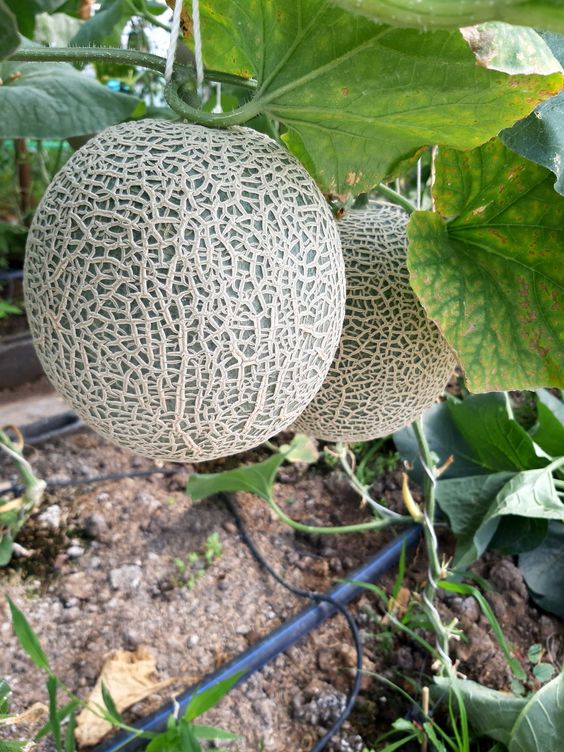 Jual Benih Melon Hibrida F1 Pertiwi Di Bogor