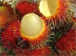 manfaat khasiat buah rambutan