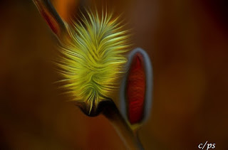 Weidenkätzchen, katwilg, vrbina maca, willow catkin, Corylus maxima, Salix spec, Реса̀, ко̀тенце, Ament, Amento, Chaton mâle de saule, Hariliku sarapuu urvad, 