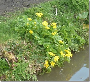 1 kingcups