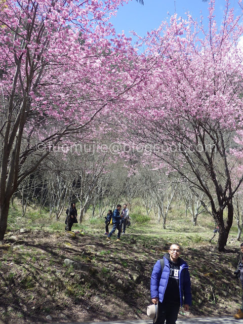 Wuling Farm cherry blossoms