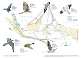 Burung Migrasi di Indonesia