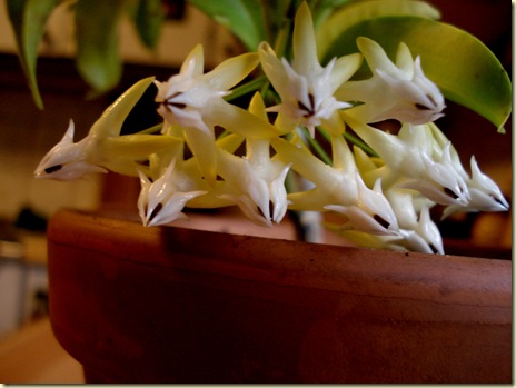 H. javanica