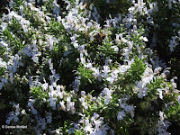 Melliferous flowers with bees - Wellington Botanic Garden, New Zealand