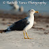 Lesser Black-backed Gull, 54/150